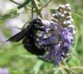 Xylocopa violacea